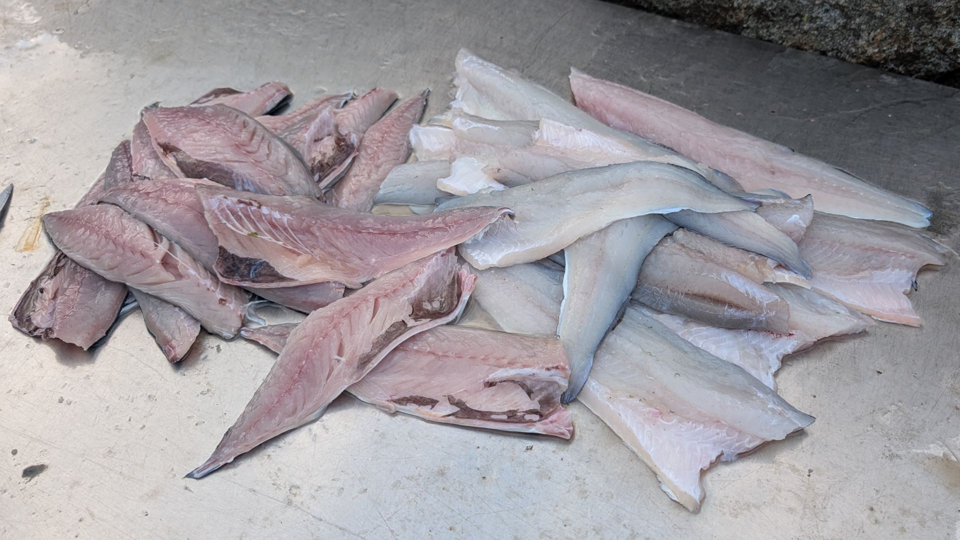 Frisch filetiert und bereit für den Vakuumierer: Ein beachtlicher Fang aus Makrelen und Pollacks, säuberlich getrennt auf zwei Haufen – links das rötliche Fleisch der Makrelen, rechts die weißen Filets der Pollacks.