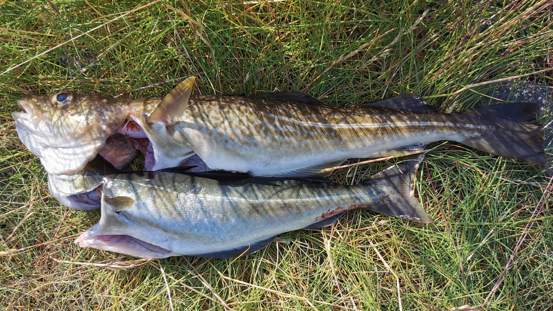 Frisch gefangener Dorsch und Köhler liegen im Gras an der Scenic Picnic Area auf Seiland – bereit für die Zubereitung direkt vor Ort