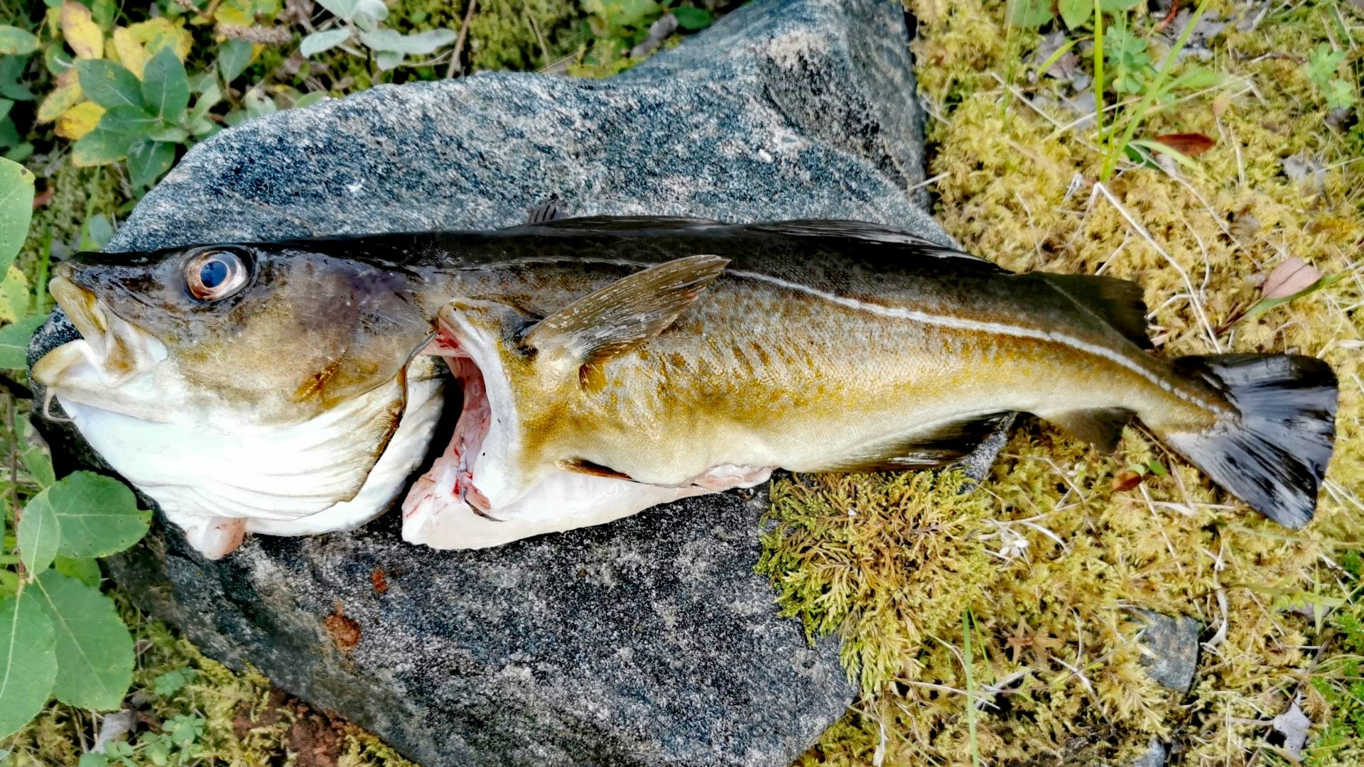 Frisch beim Angeln mit Dachzelt auf Senja gefangener Dorsch liegt auf moosigem Stein und wartet auf seine Zubereitung