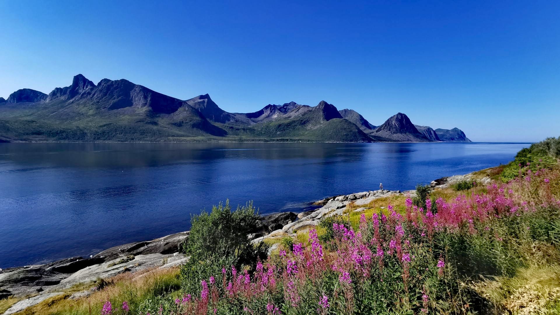 Blick von der Fischerinsel Husøy auf imposante Felsformationen gegenüber, blühende Blumen im Vordergrund, blauer Himmel und Meer