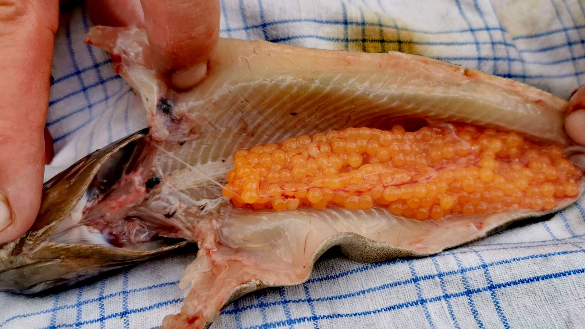Frisch ausgenommene Forelle mit leuchtend orangefarbenem Rogen im Inneren, auch dieser findet kulinarische Verwendung