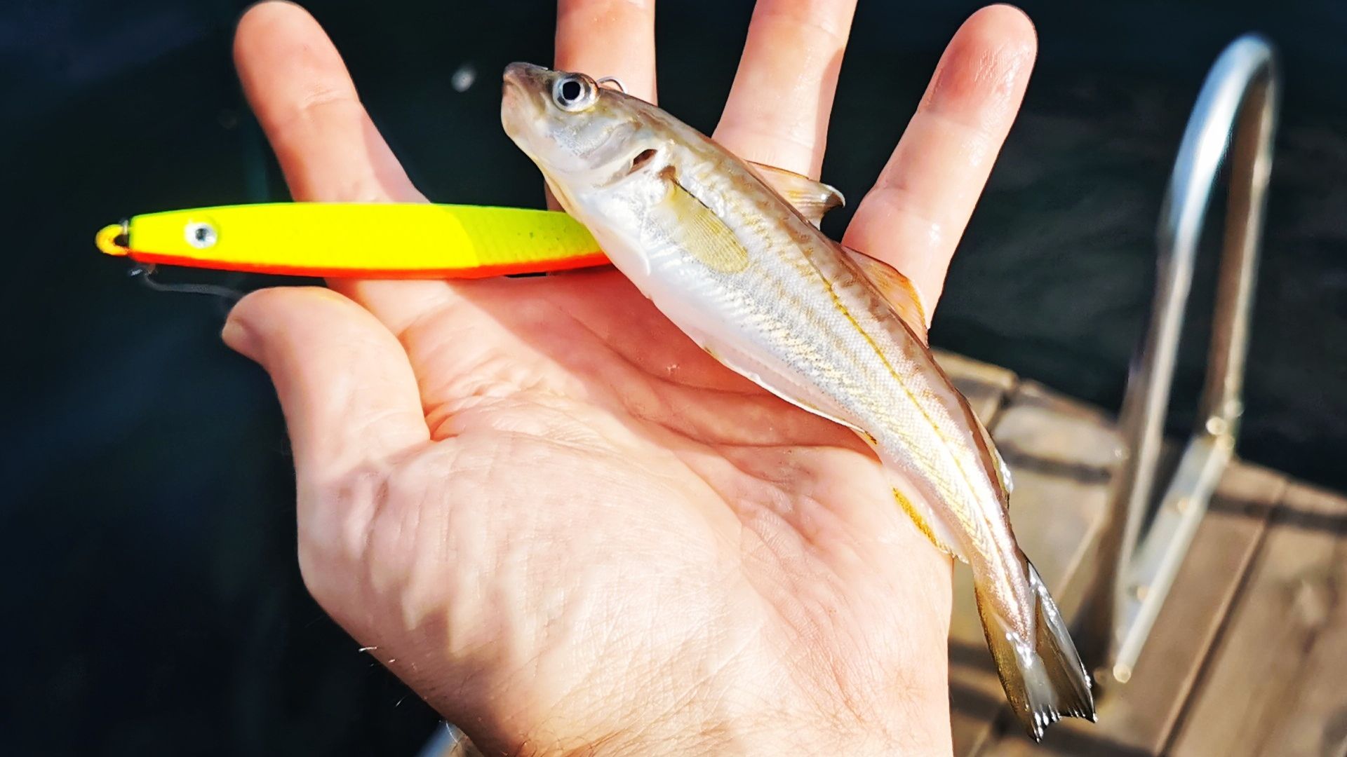 Kleiner Wittling neben einem orange-gelben Pilker, auf den er beim Angeln in der Flakvarbukta bei Skien gebissen hat – der Köder ist fast so groß wie der Fisch selbst