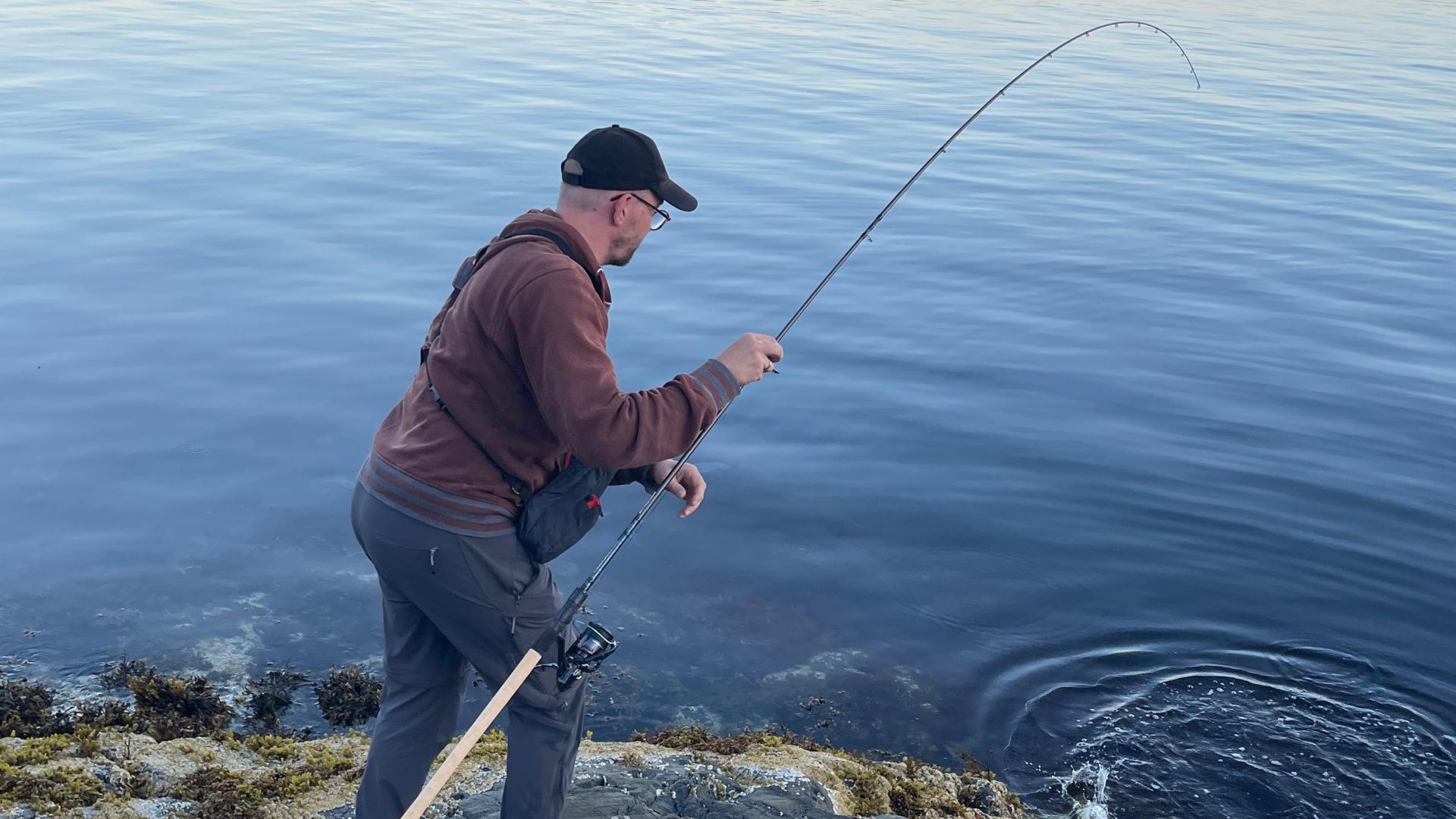 Handlandung eines kleinen Pollack beim Angeln auf Gulbrandsøyna, Askøy bei Bergen; der Angler hält Rute und Schnur gleichzeitig, der Fisch befindet sich noch im Wasser.