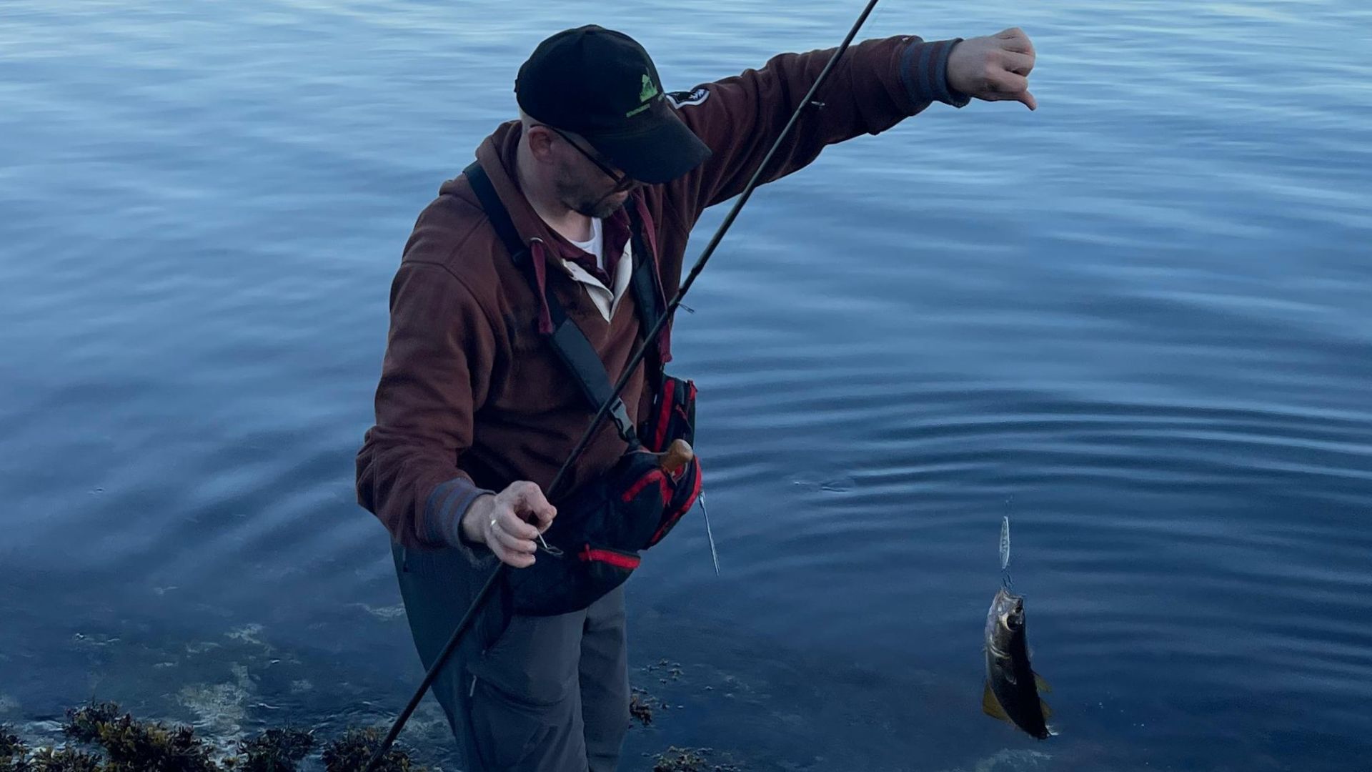 Ein Pollack wird beim Angeln auf Gulbrandsøyna, Askøy bei Bergen per Handlandung aus dem Meer gehoben; der Angler hält mit einer Hand den Blank, mit der anderen die Schnur