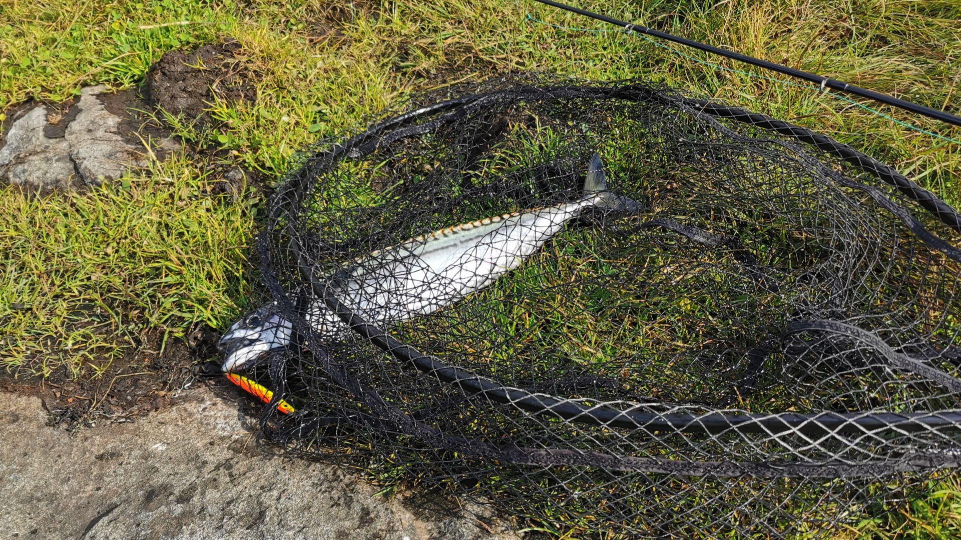 Frisch gefangene, fette Spätsommermakrele im Kescher, geangelt mit einem gelb-orangenen 60g Pilker – ein Highlight beim Angeln in Hellesøy auf Sotra bei Bergen