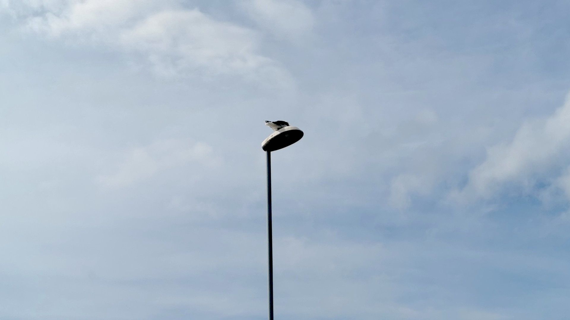 Möwe sitzt auf einer Straßenlaterne – typisches Bild bei einer Angeln mit Dachzelt Tour rund um Bergen