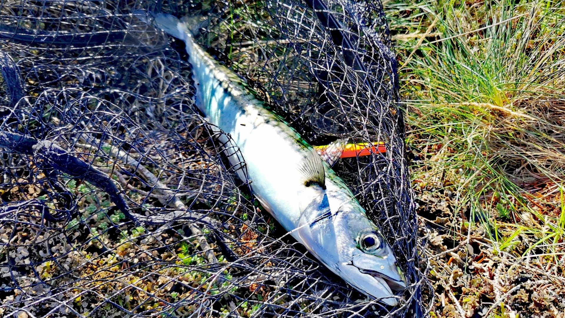 Große Makrele im Kescher, gefangen auf einen gelb-orangenen Pilker beim Angeln auf der Insel Skjernøya.