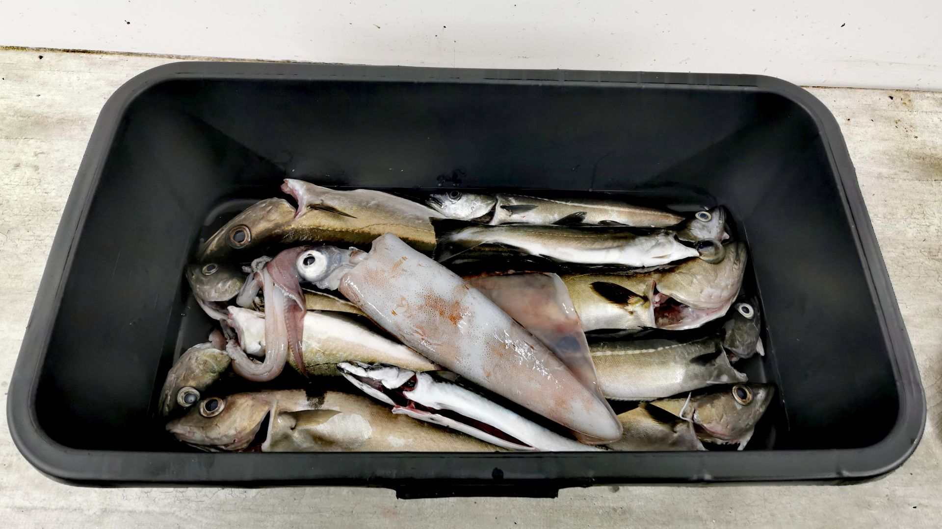 Kiste mit gefangenem Fisch beim Angeln vom Boot bei Lyngdal, darunter Pollack, Köhler, Makrele und ein Tintenfisch